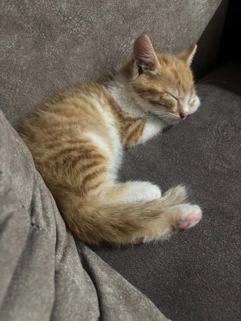 Котёнок рыжий ищет дом 1