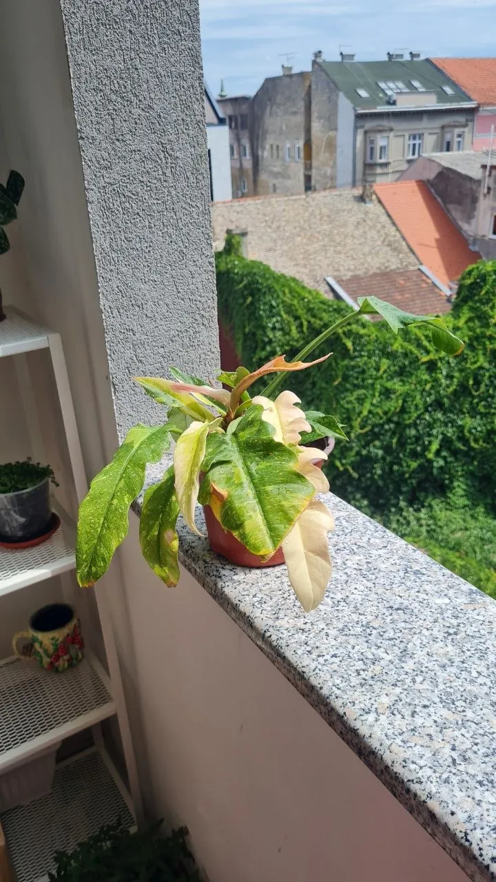 Миниатюра 3