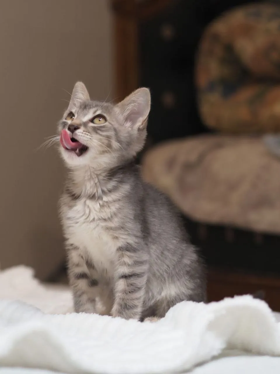 Котёнок Софи 2 месяца в добрые руки 4