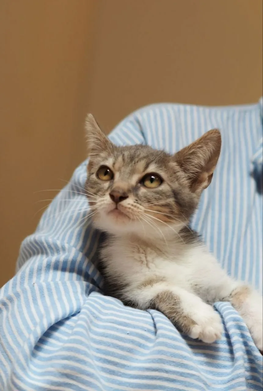 Котёнок Софи 2 месяца в добрые руки 3