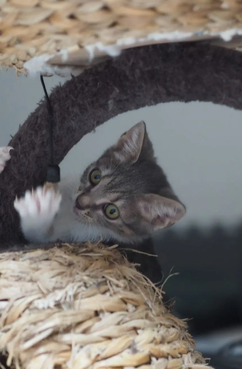 Котёнок Софи 2 месяца в добрые руки 2