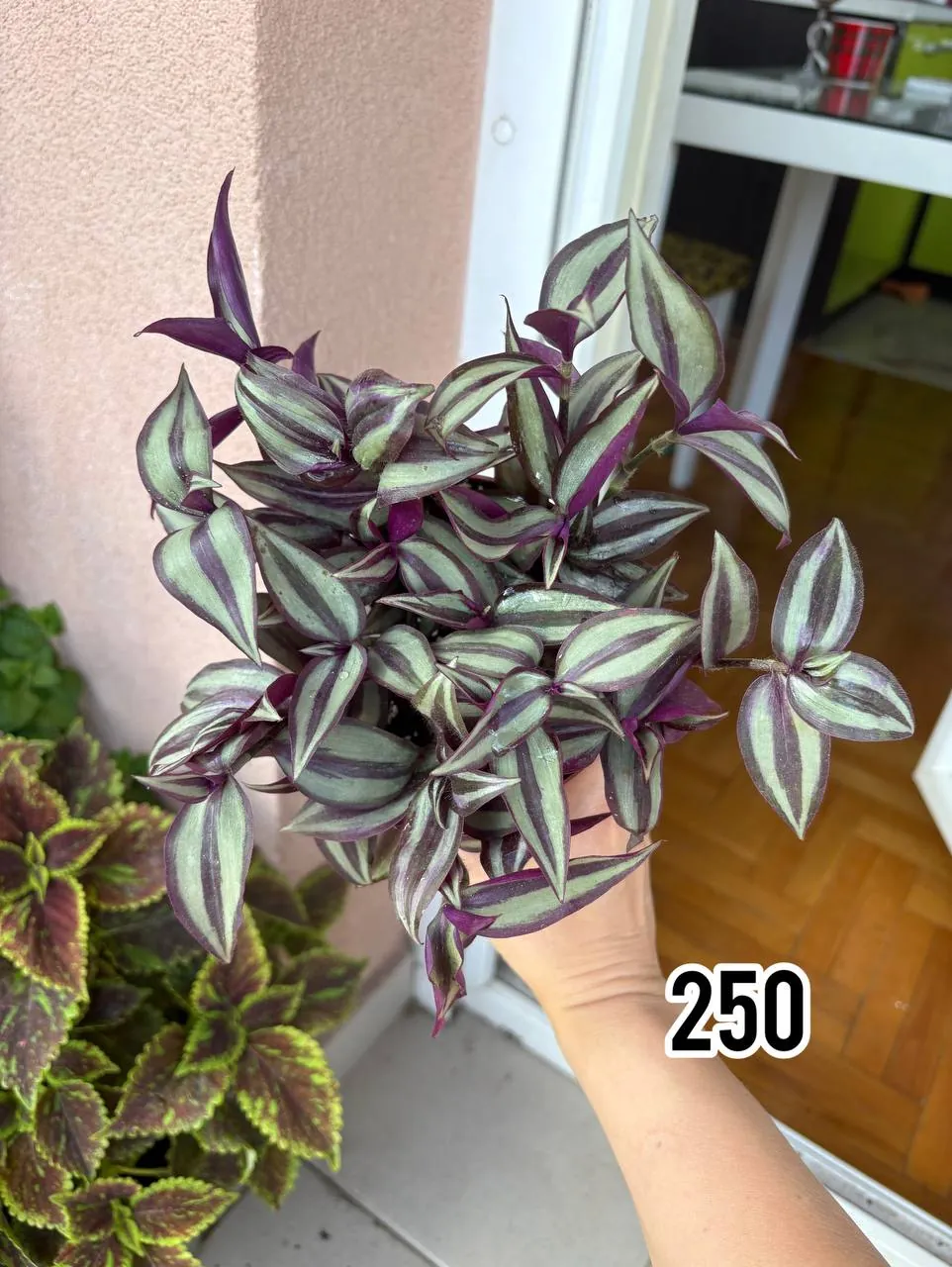 Миниатюра 5