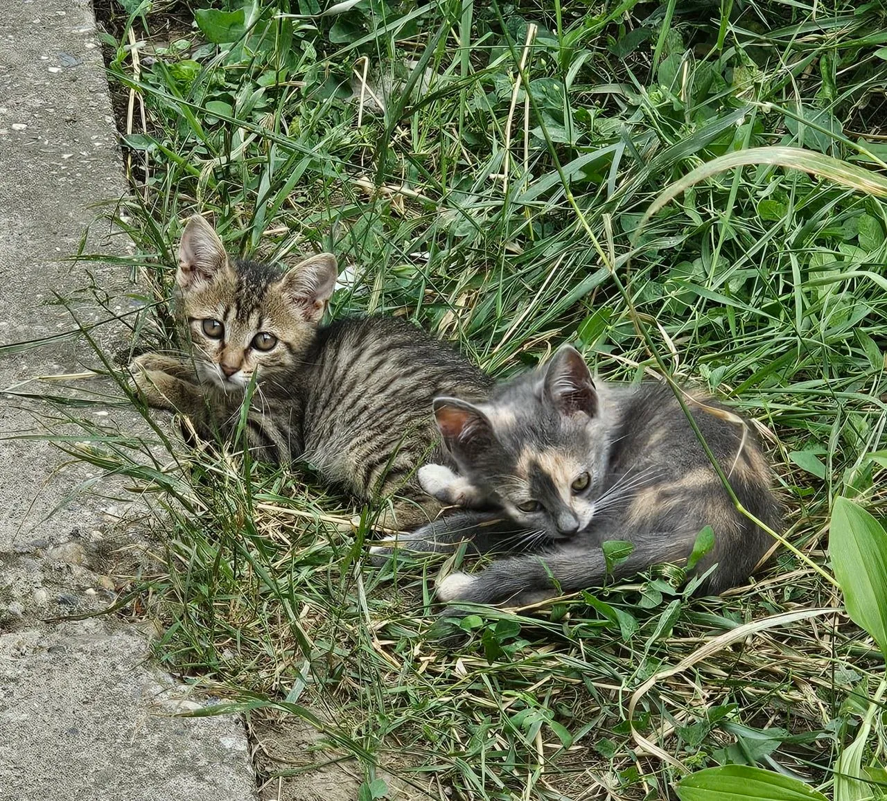Котята ищут хозяев в добрые руки 2