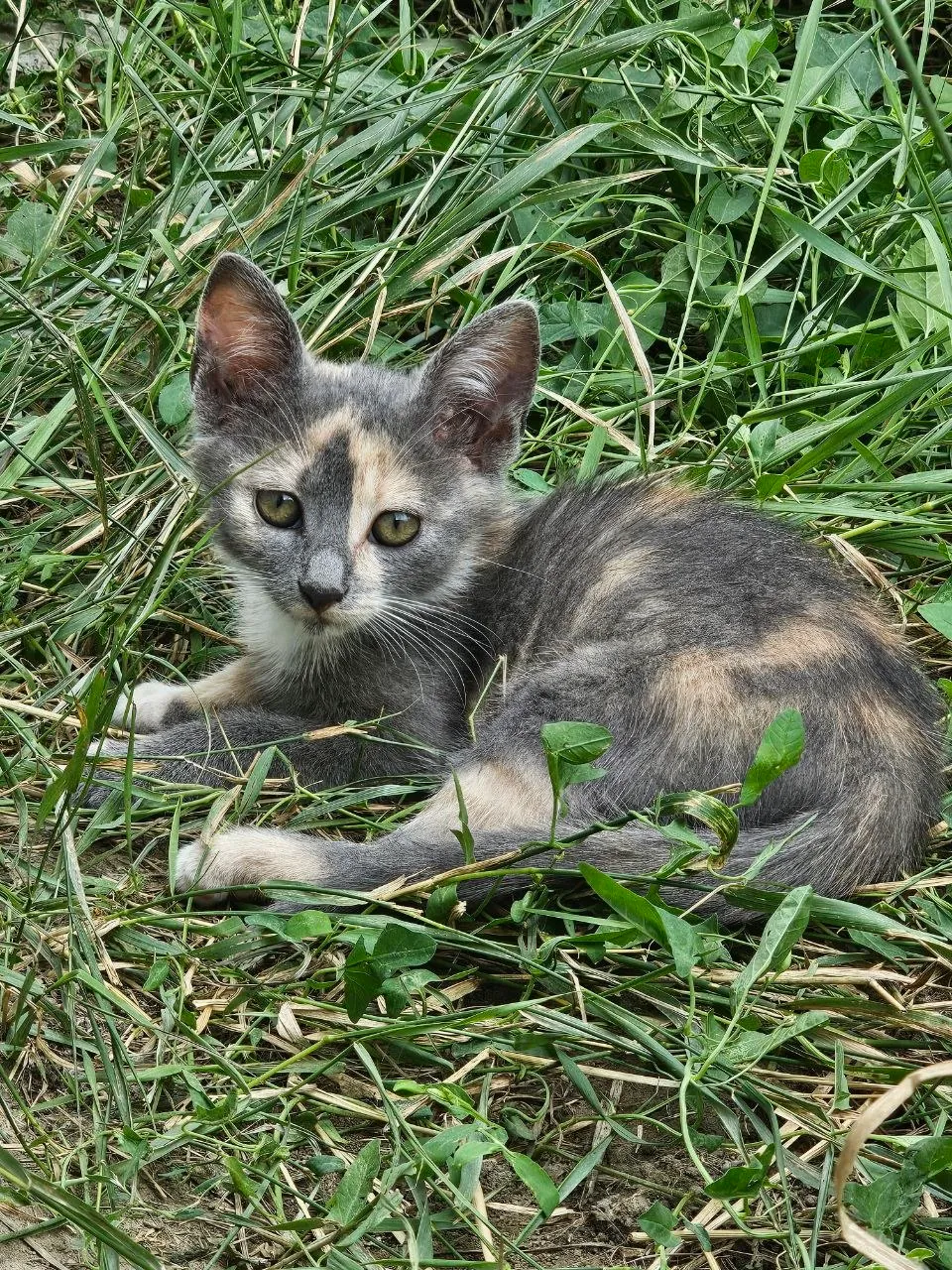 Котята ищут хозяев в добрые руки 3