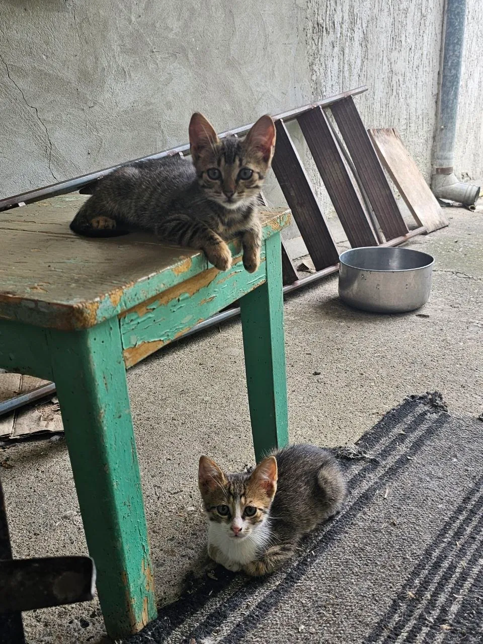 Котята ищут хозяев в добрые руки 1