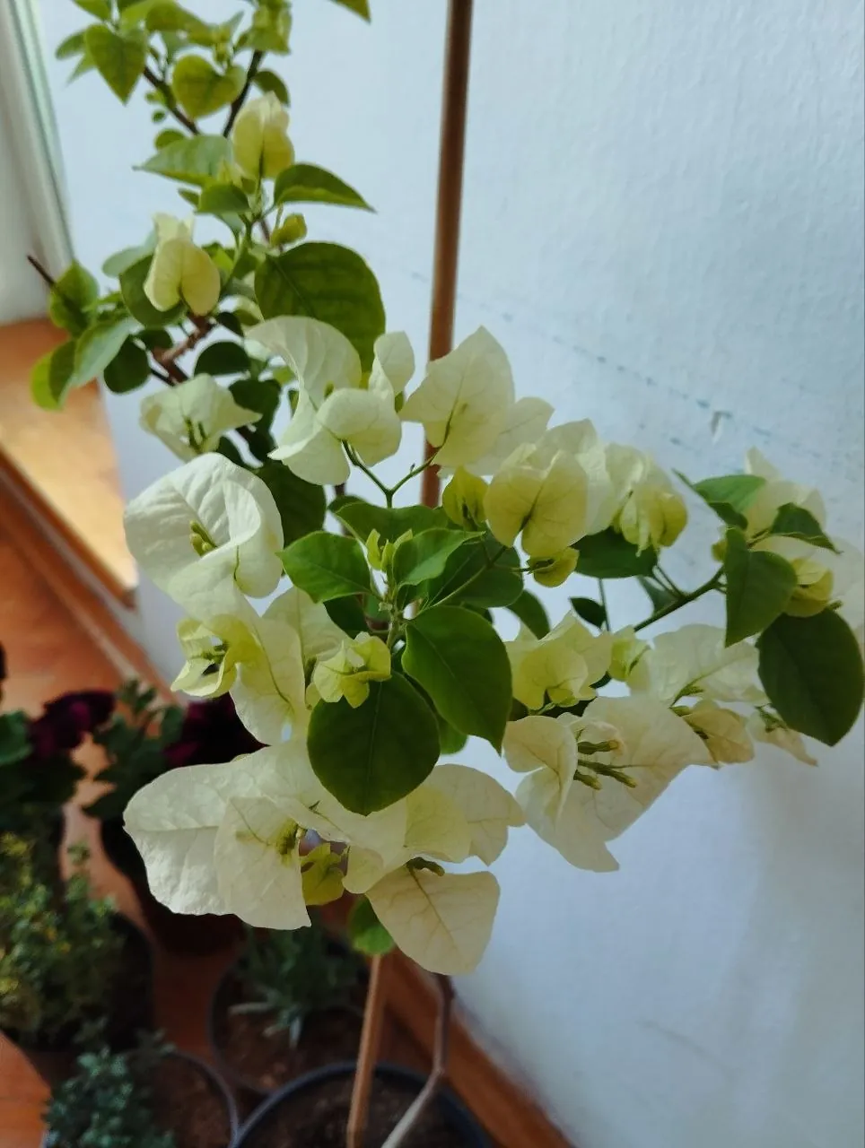 Миниатюра 7