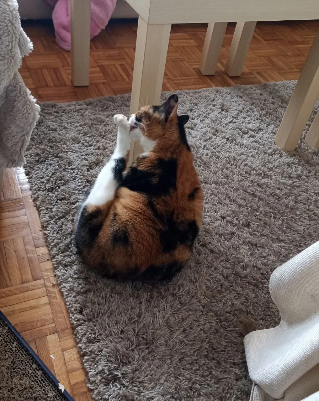 Кошка Калико ищет дом 3