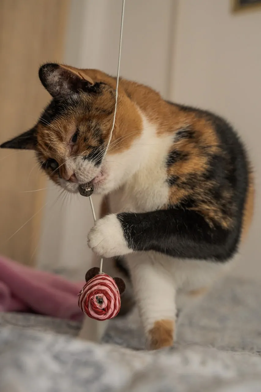 Кошка Калико ищет дом 2