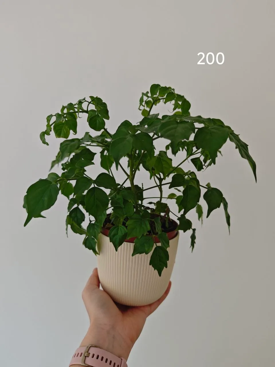 Миниатюра 7