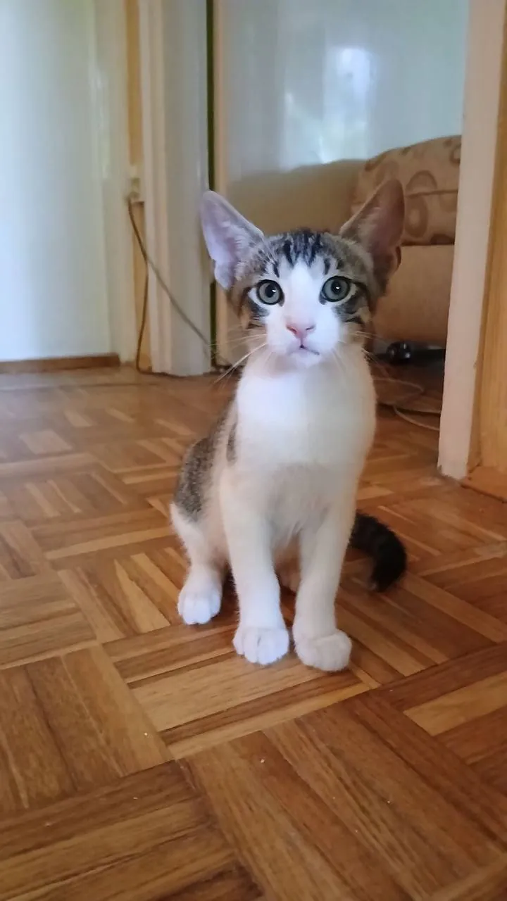 Миниатюра 1