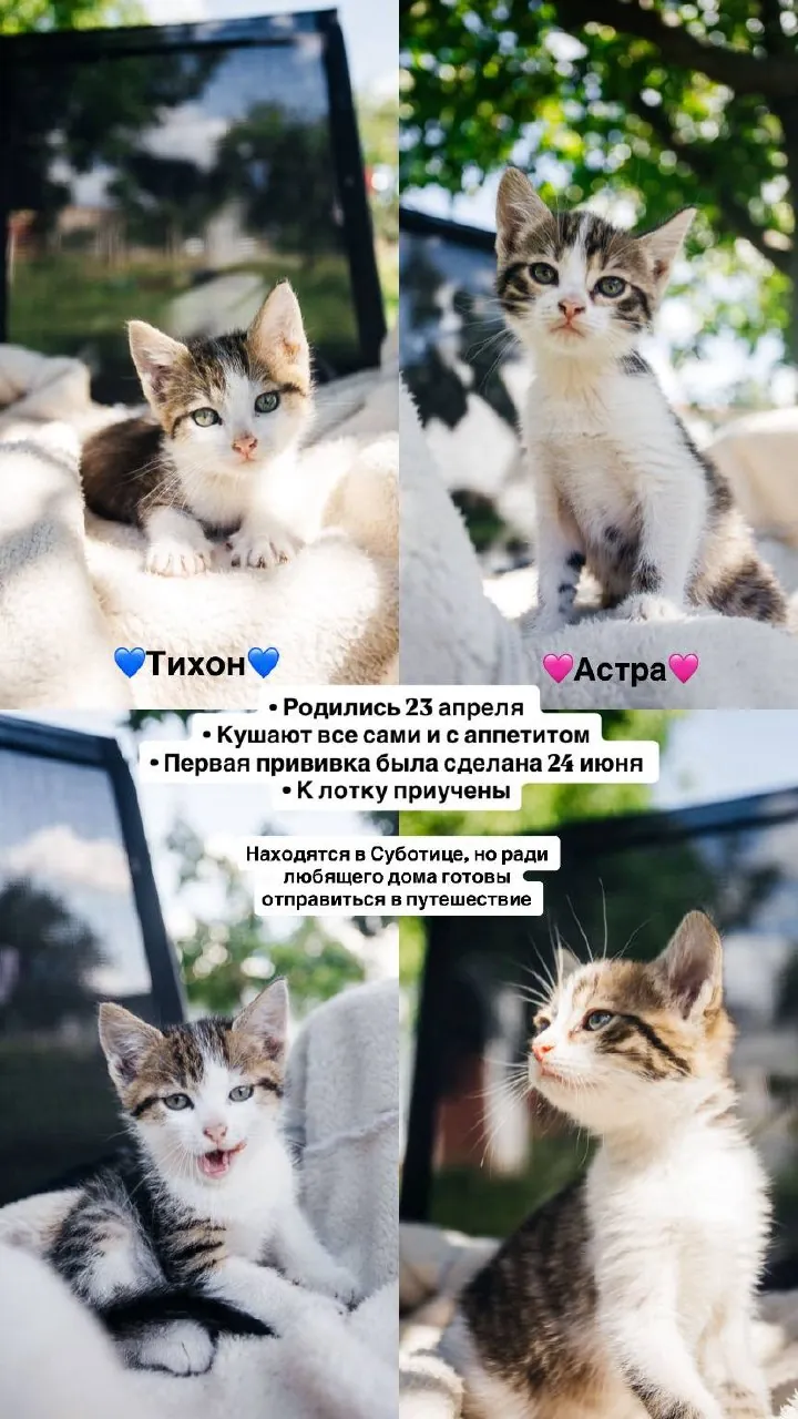 Два котёнка ищут дом Тихон и Астра 1