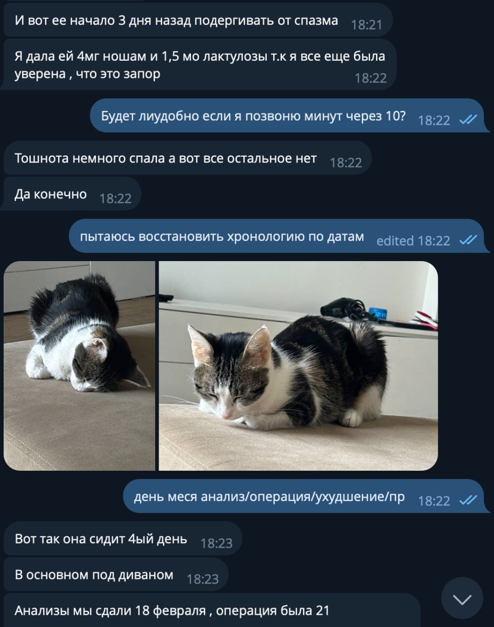 Кошка Носочек 3