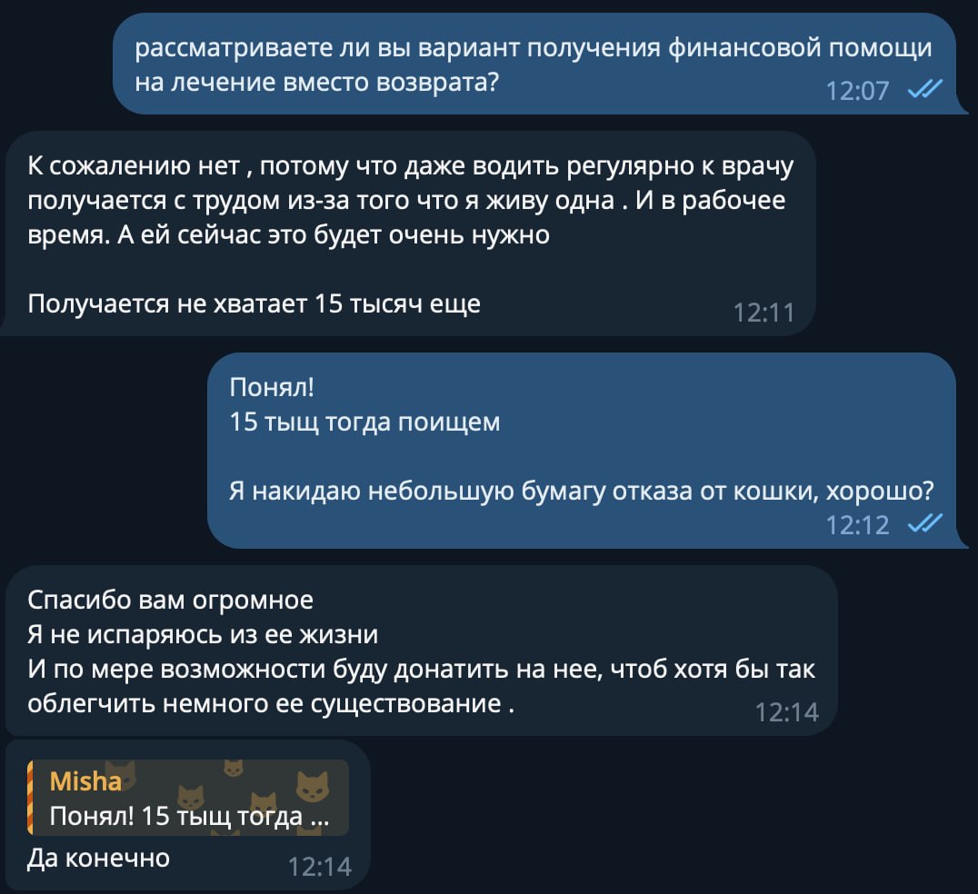 Кошка Носочек 4