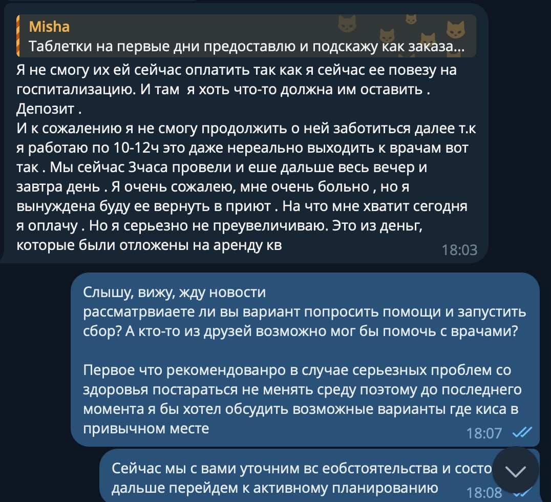 Кошка Носочек 2