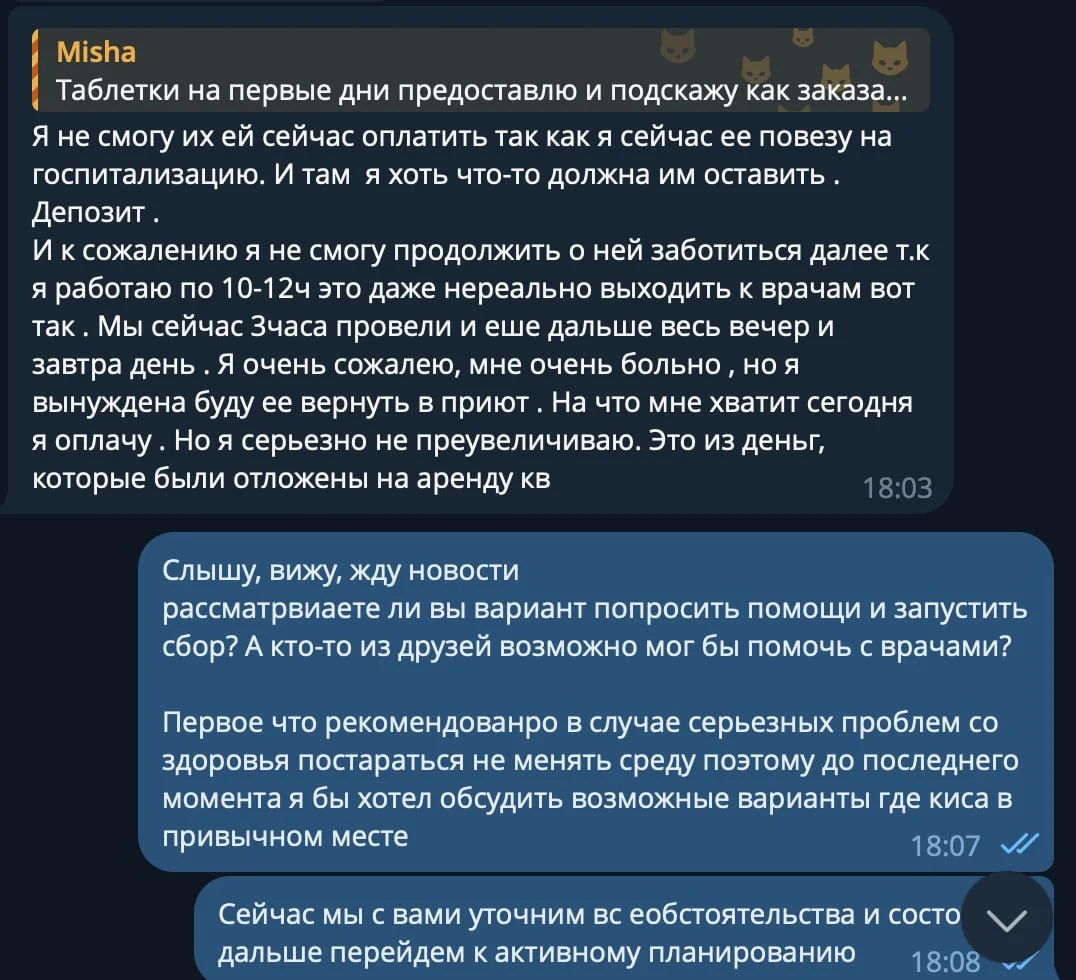 Кошка Носочек 2