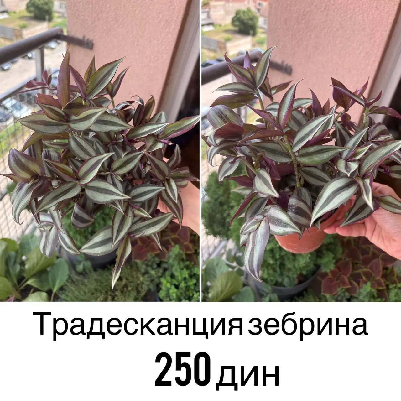 Комнатные растения на продажу 4