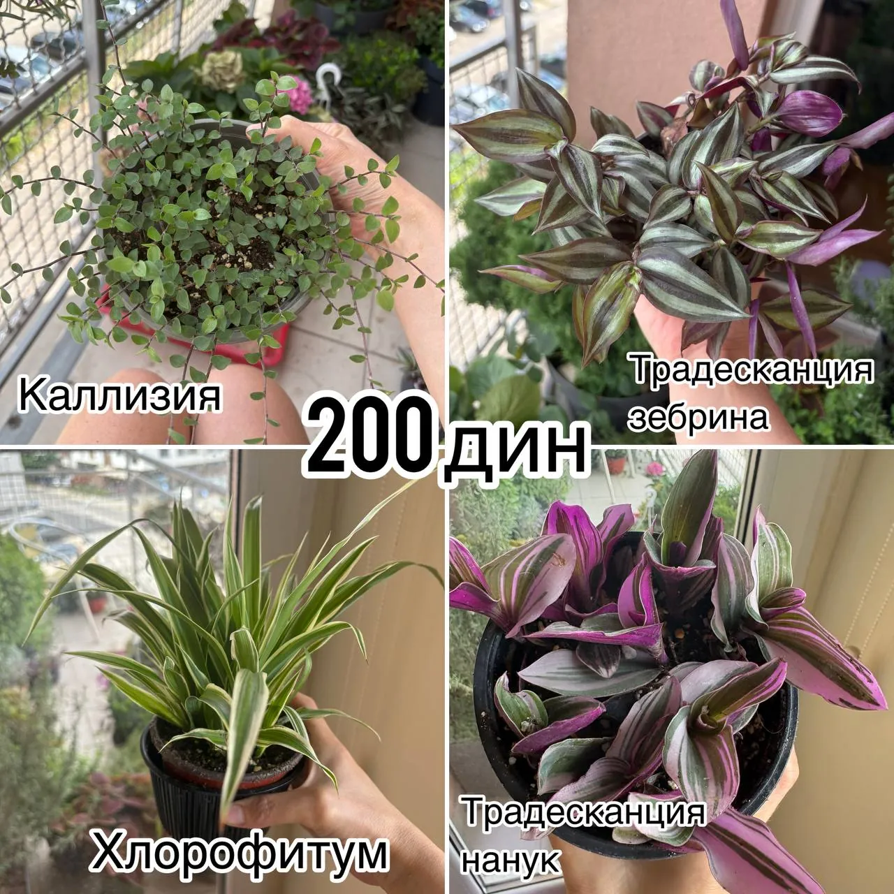 Комнатные растения на продажу 3