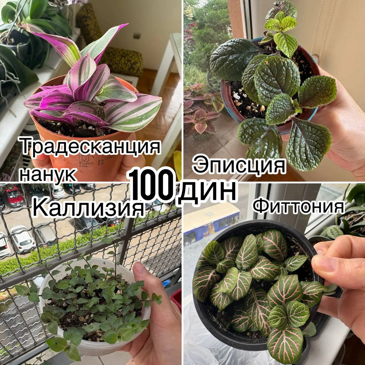 Комнатные растения на продажу 1