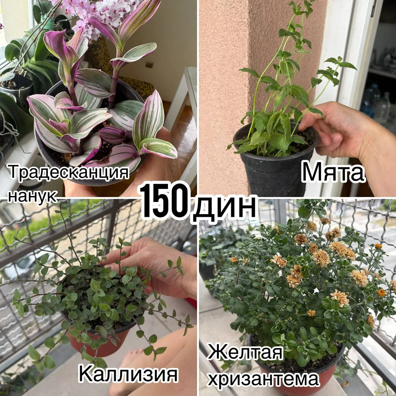 Комнатные растения на продажу 2