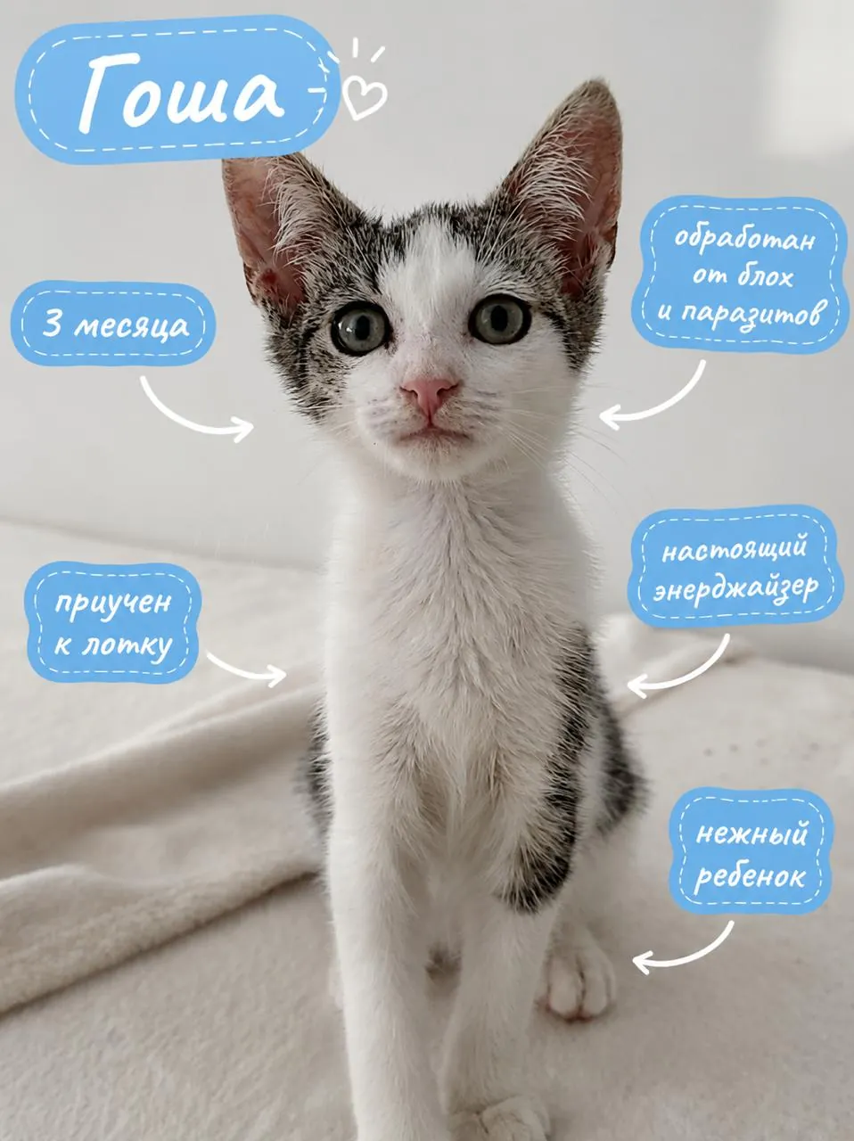 Котёнок Гоша ищет дом Нови-Сад Лиман 1