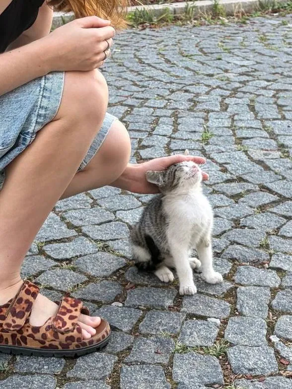 Котёнок Гоша ищет дом Нови-Сад Лиман 3