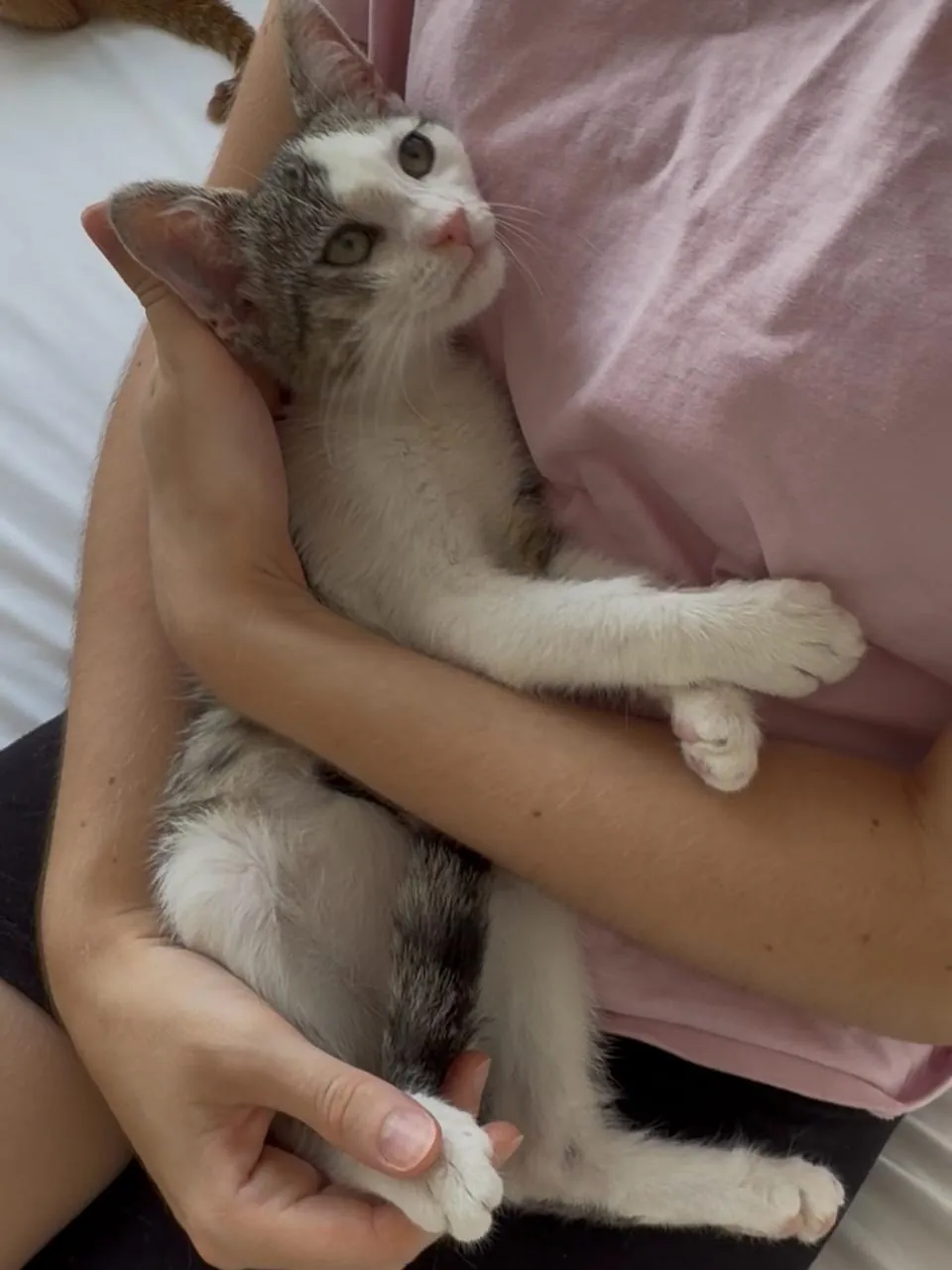 Котёнок Гоша ищет дом Нови-Сад Лиман 2