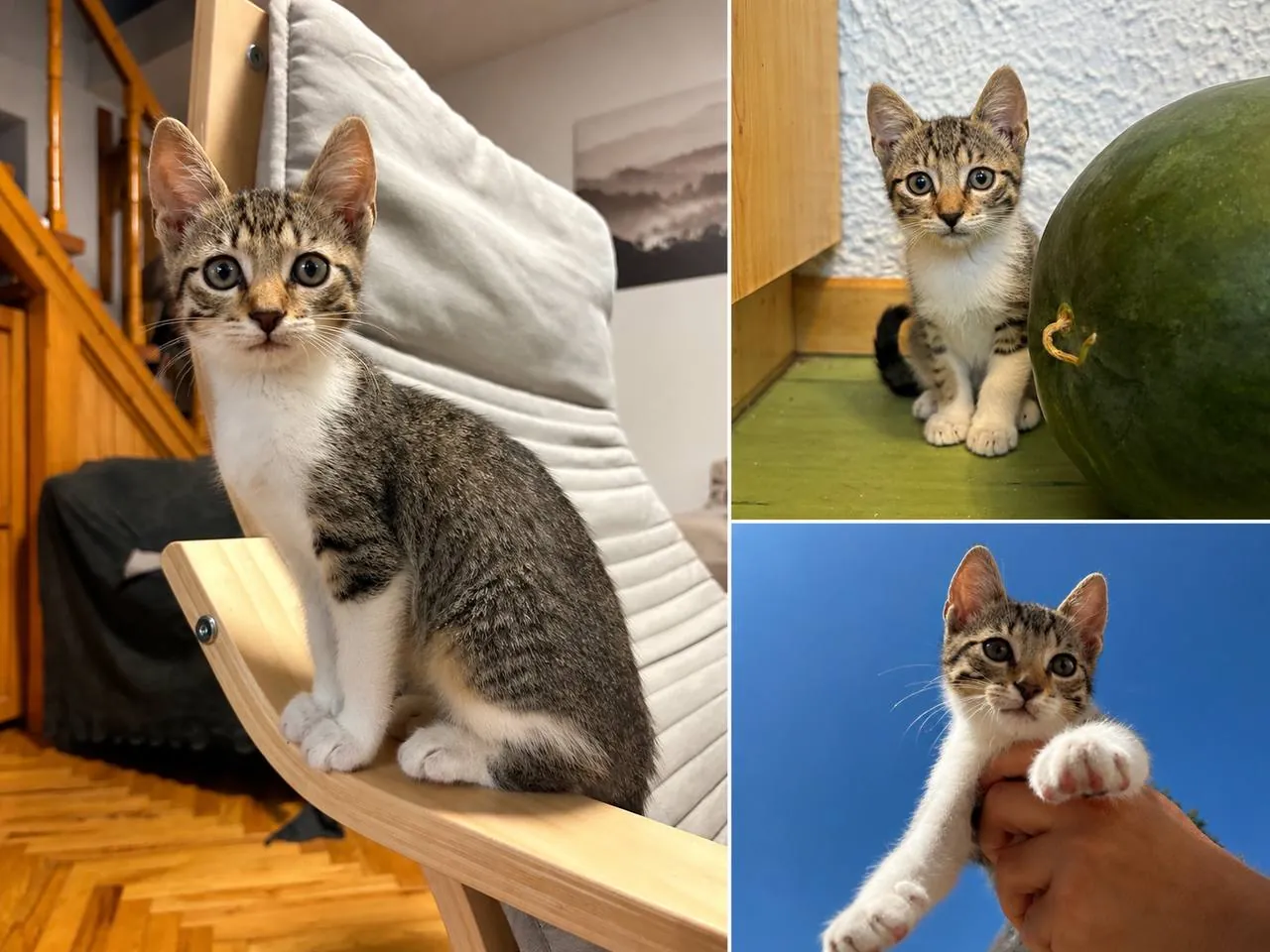 Котёнок девочка ищет дом Суботица 1