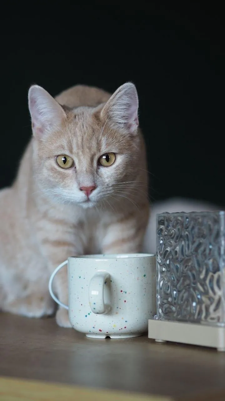 Кот Чипсик ищет дом Белград 2