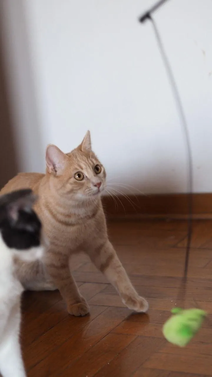 Кот Чипсик ищет дом Белград 3