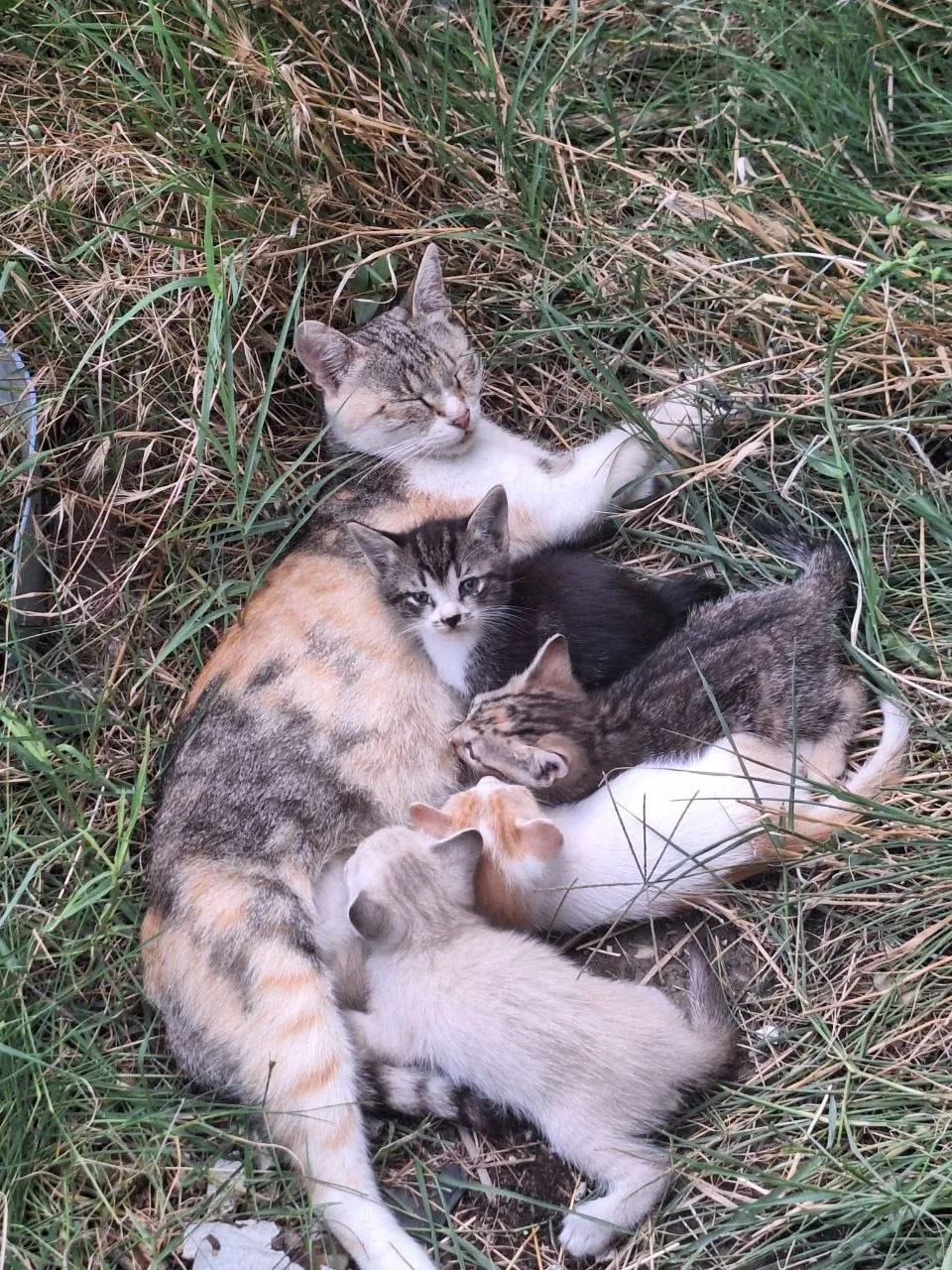 Котята ищут дом бесплатно Нови-Сад 1