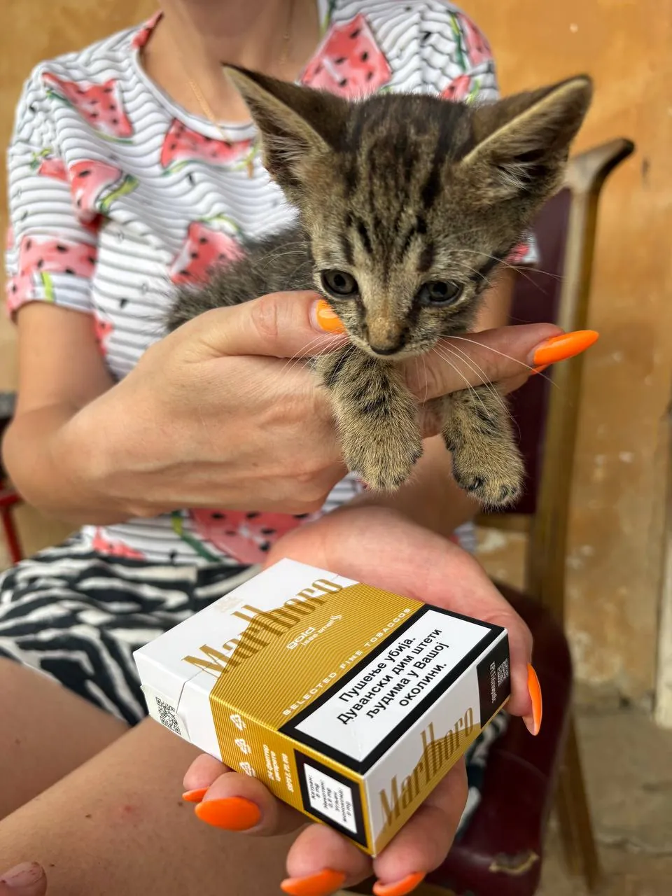 Котята ищут дом бесплатно Нови-Сад 7