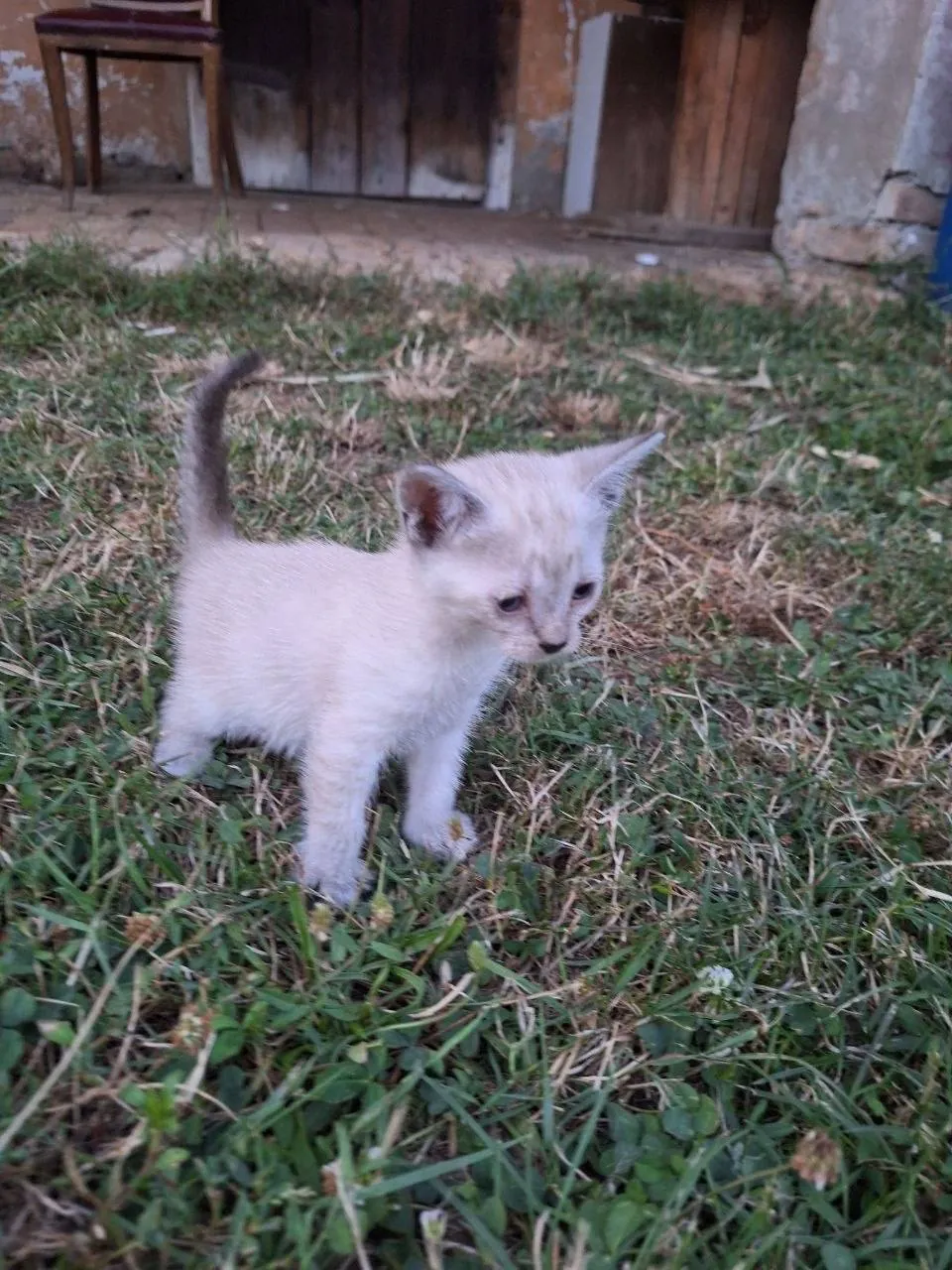 Котята ищут дом бесплатно Нови-Сад 5