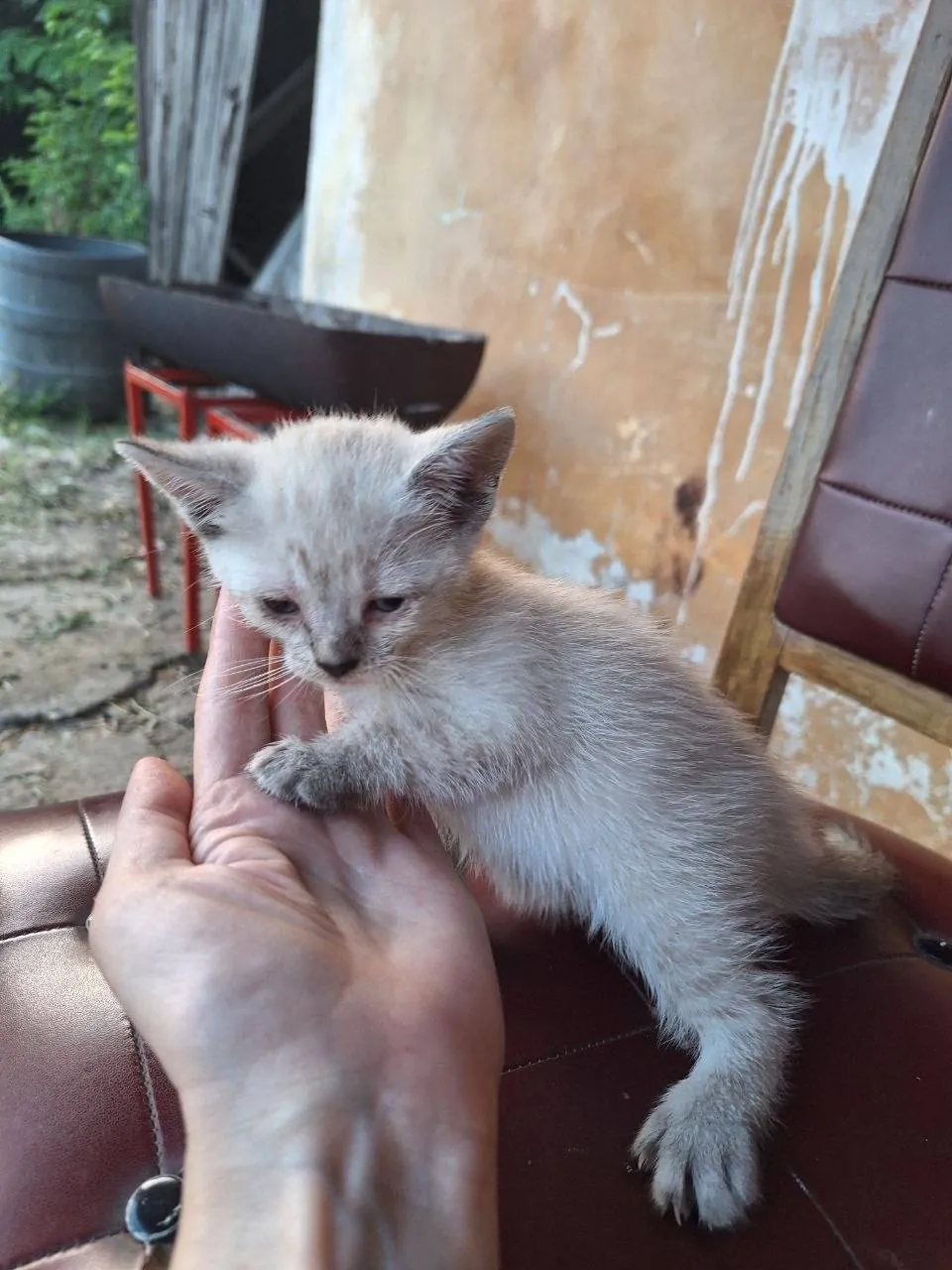 Котята ищут дом бесплатно Нови-Сад 3
