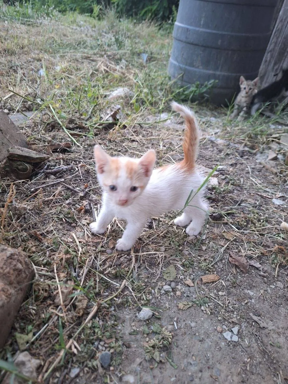 Котята ищут дом бесплатно Нови-Сад 4
