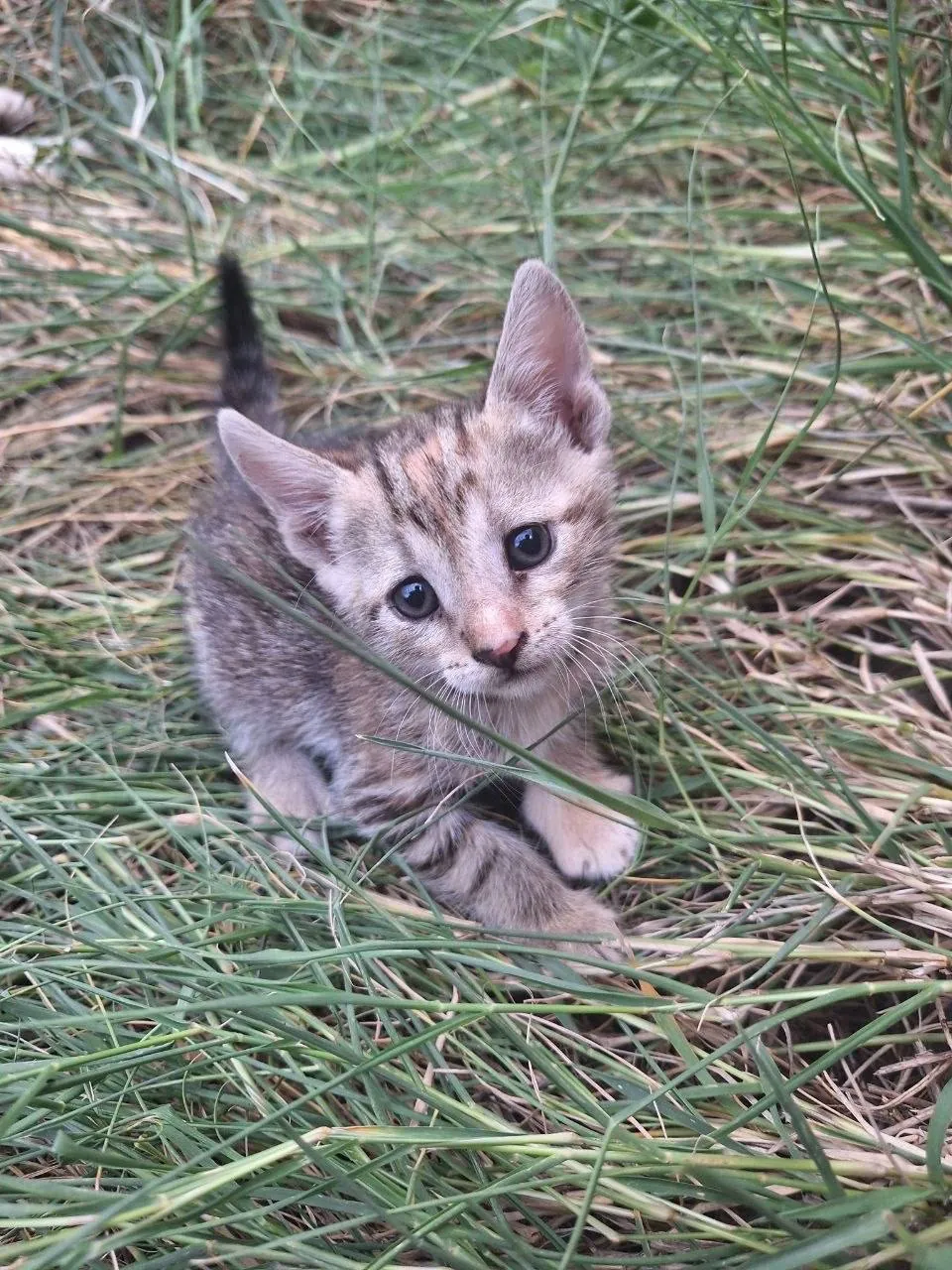 Котята ищут дом бесплатно Нови-Сад 2