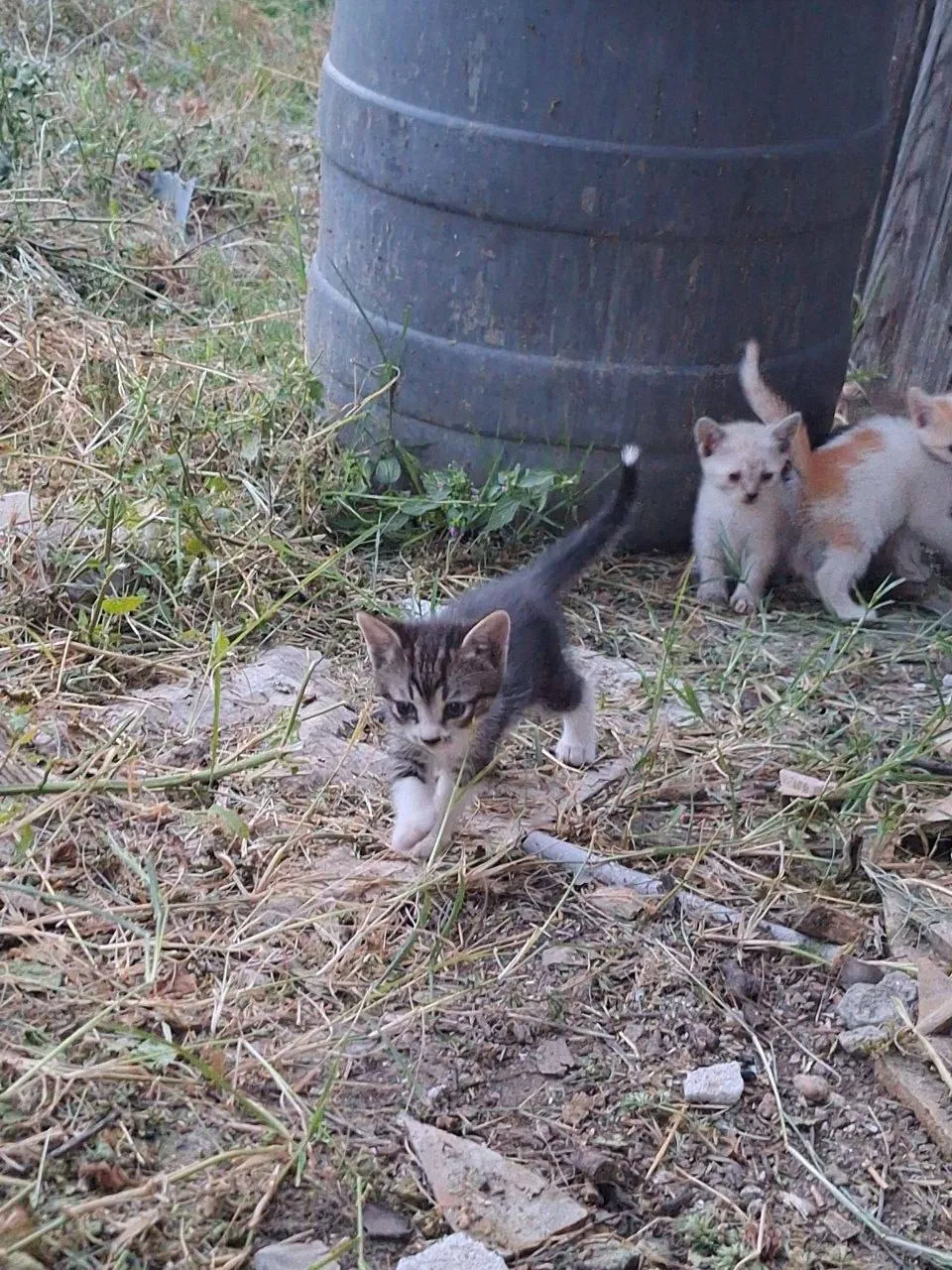 Котята ищут дом бесплатно Нови-Сад 6
