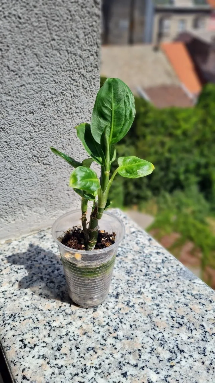Миниатюра 5