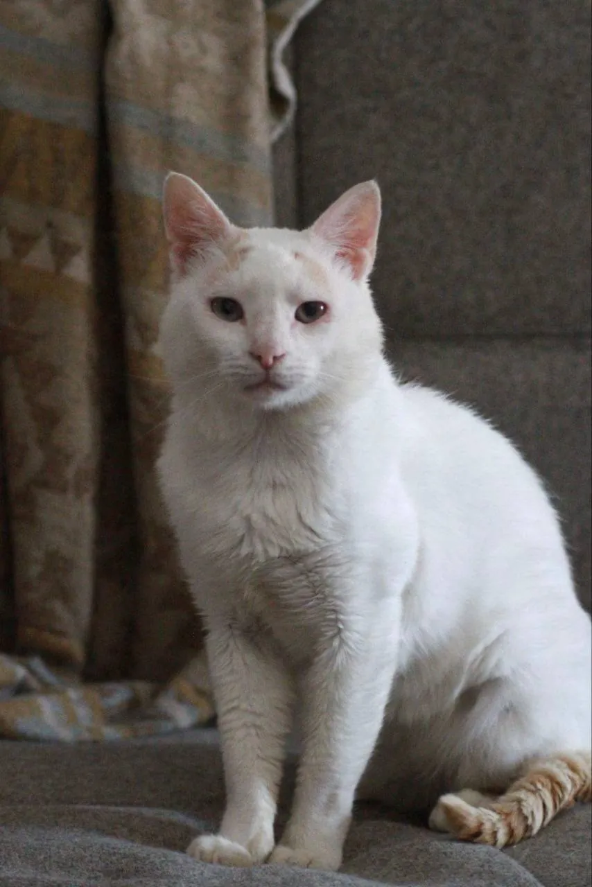 Кот Эйс FeLV+ ищет дом 1