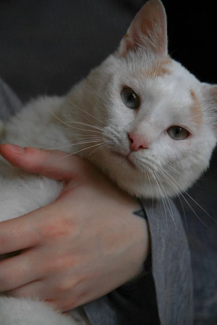 Кот Эйс FeLV+ ищет дом 3