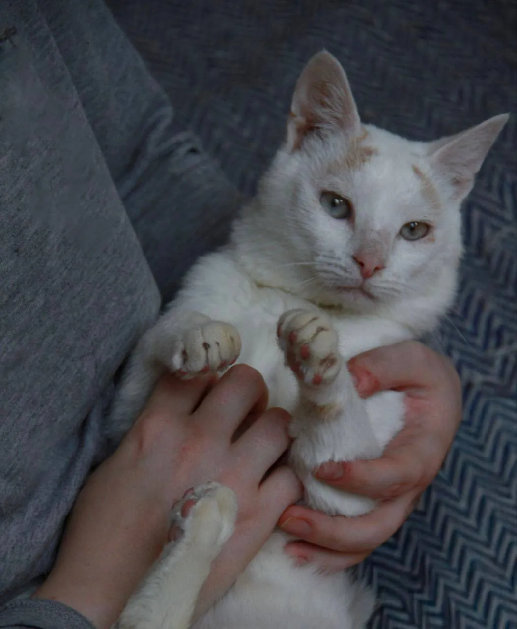 Кот Эйс FeLV+ ищет дом 2
