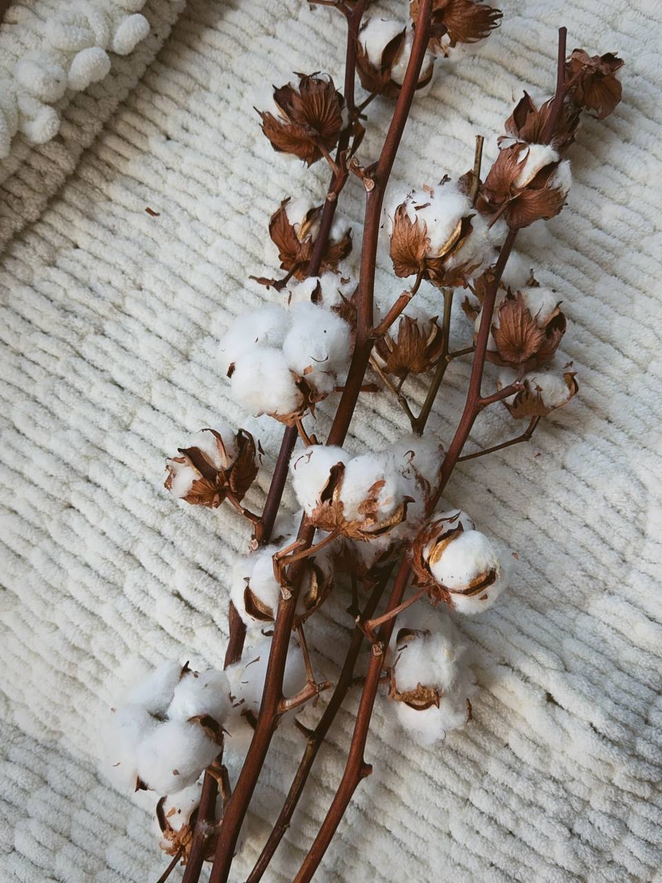 Веточки хлопка 1