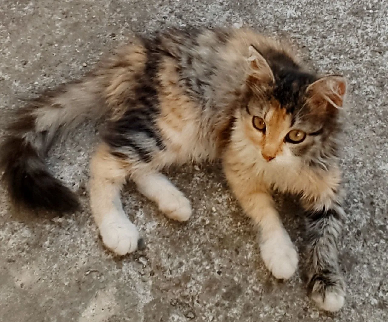 Котёнок 2 месяца в добрые руки 2