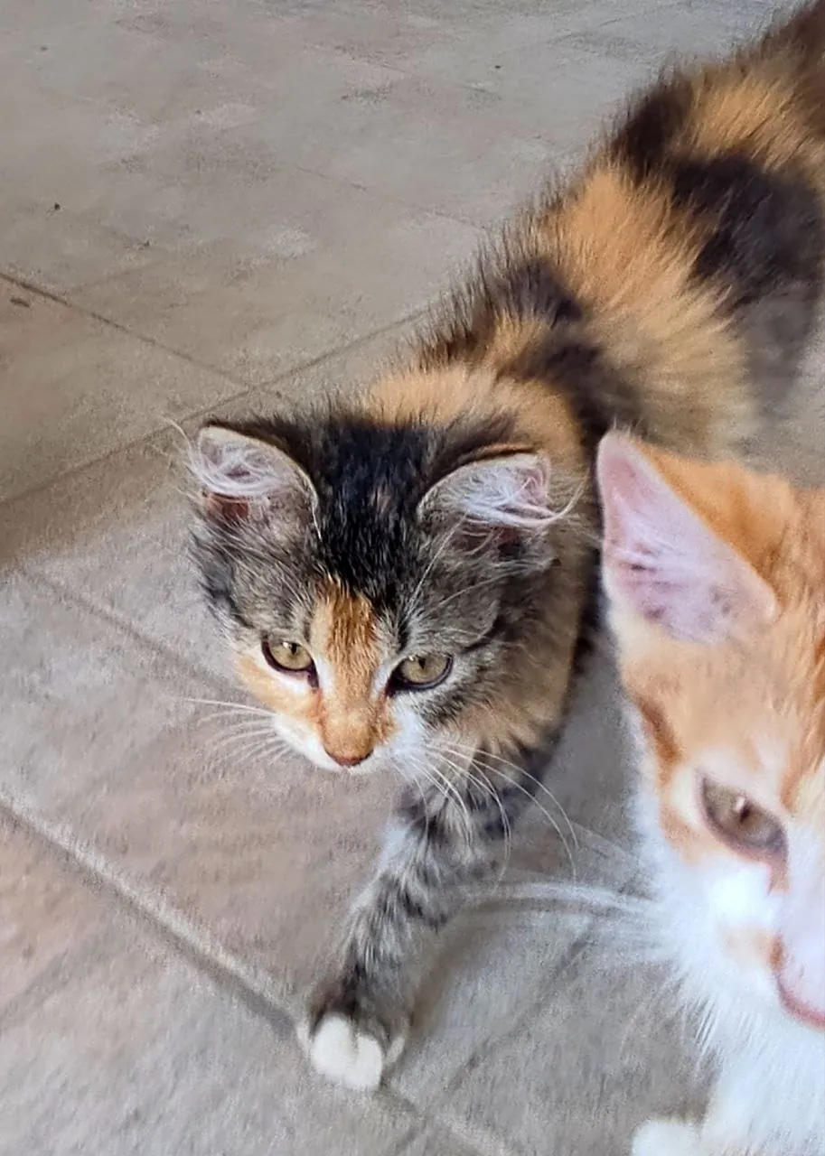 Котёнок 2 месяца в добрые руки 4