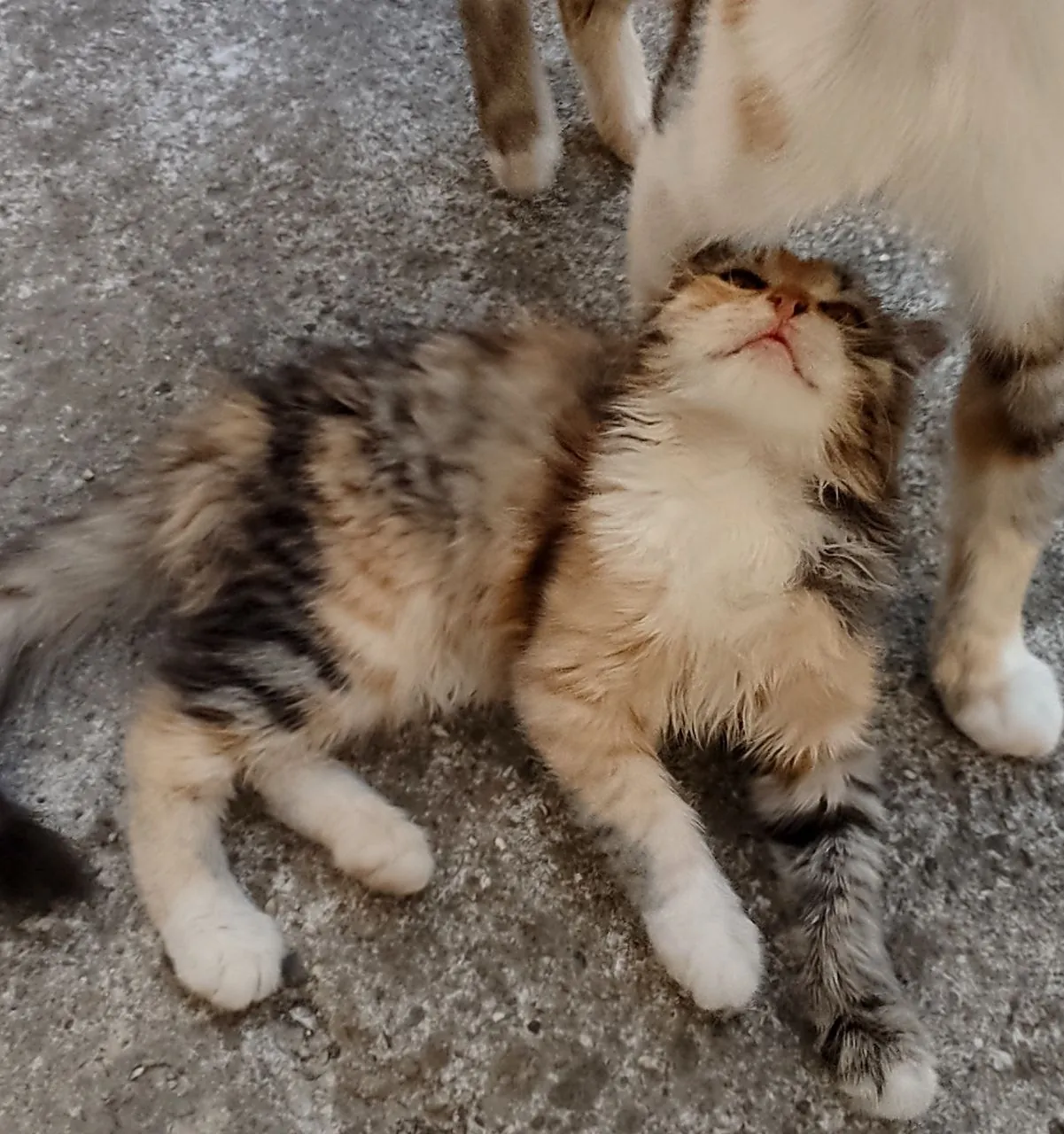 Котёнок 2 месяца в добрые руки 6