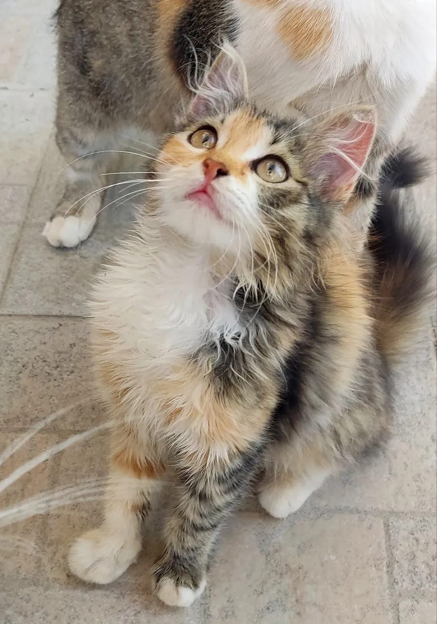 Котёнок 2 месяца в добрые руки 1