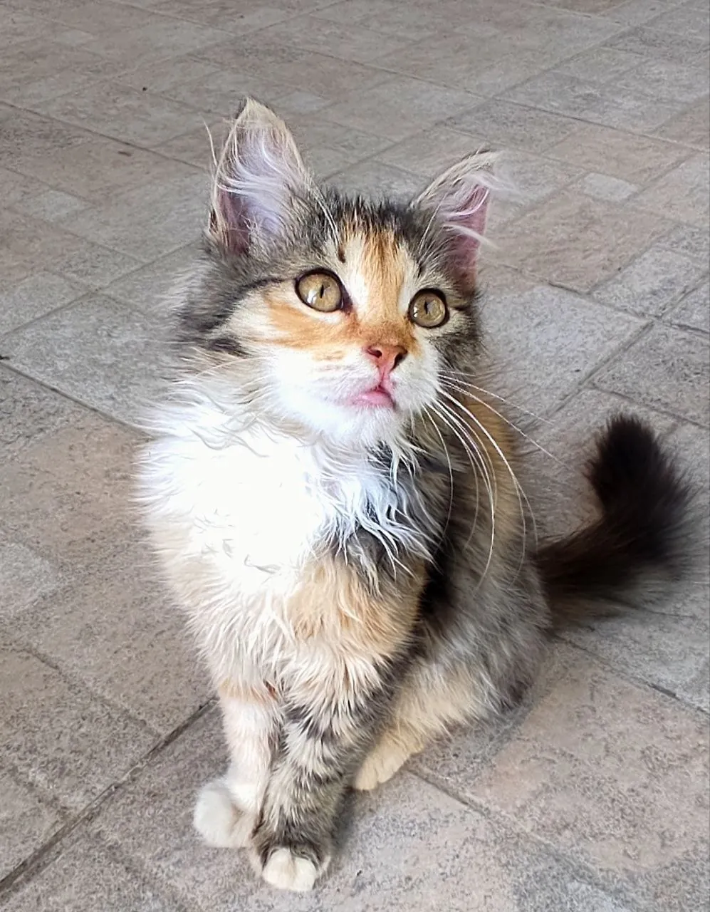 Котёнок 2 месяца в добрые руки 3