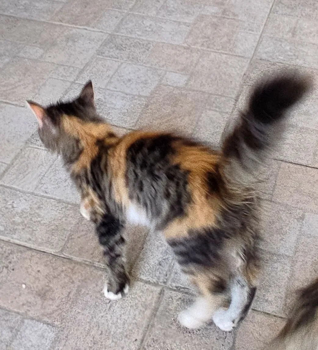 Котёнок 2 месяца в добрые руки 5
