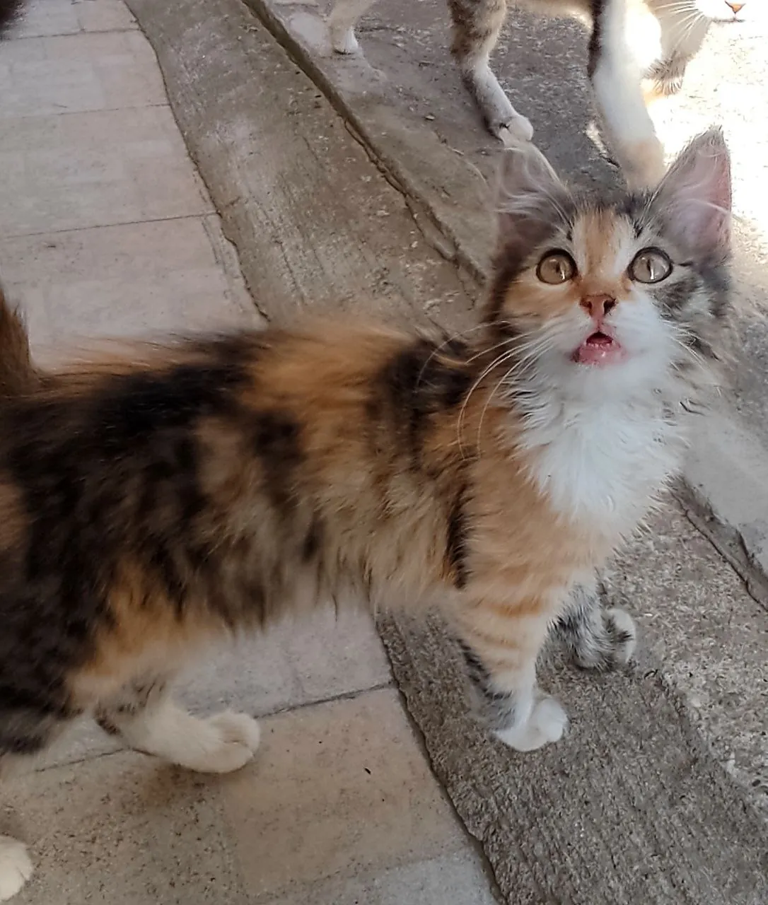 Котёнок 2 месяца в добрые руки 7
