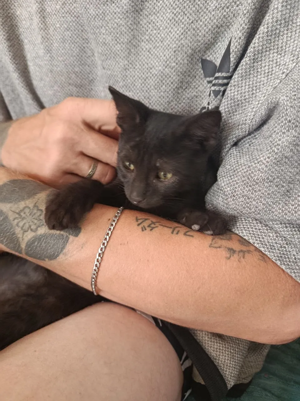 Котята 4 месяца ищут дом 1