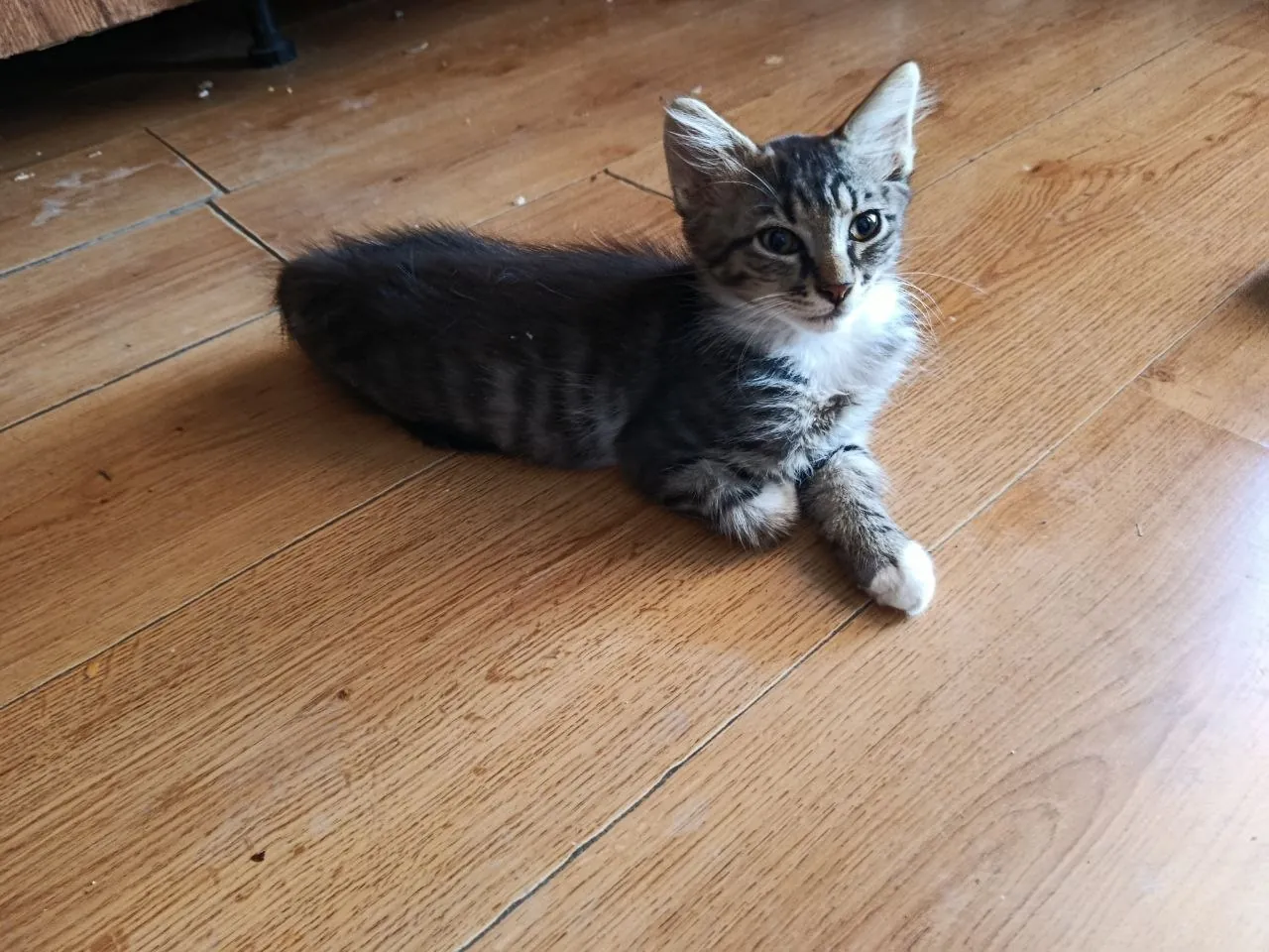 Котята 4 месяца ищут дом 7
